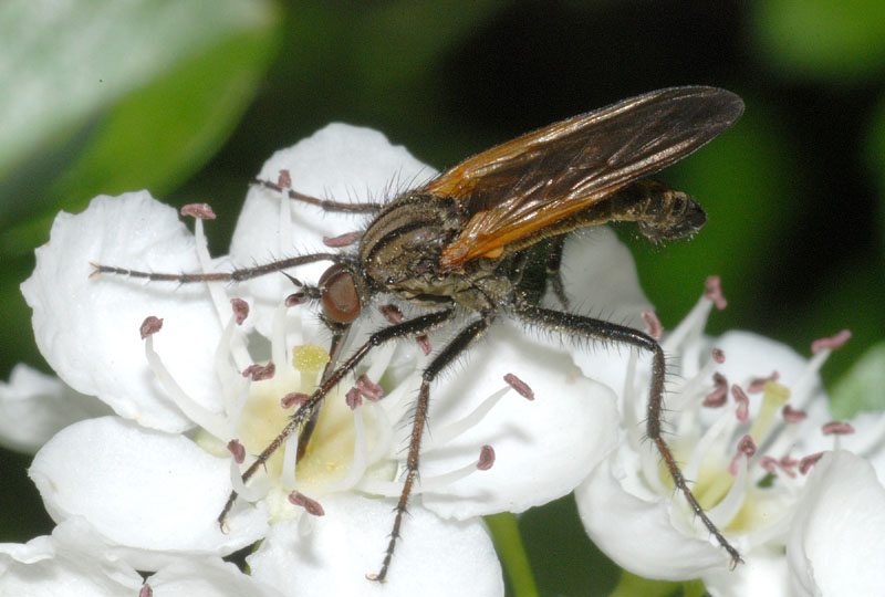 Empis da conffermare o smenttire